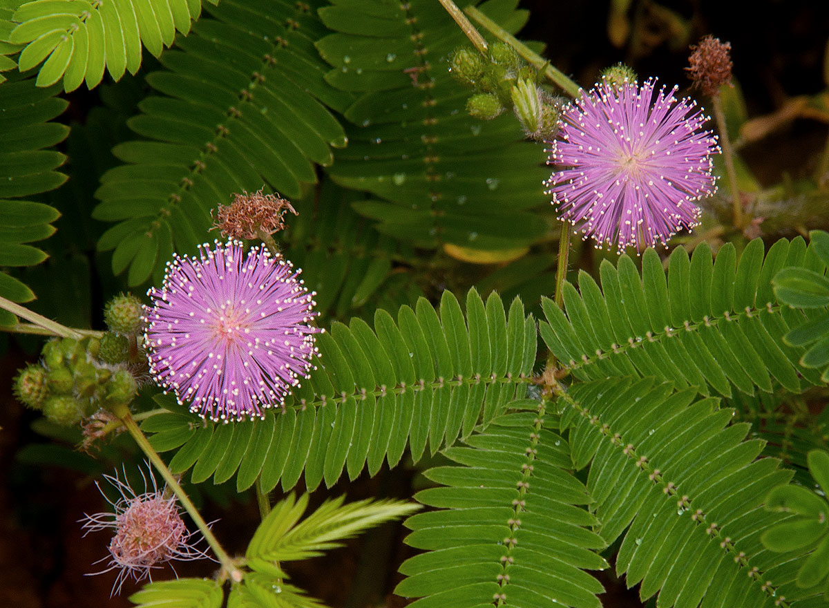 گل قهر ، sensitive plant, Mimosa , touch-me-not